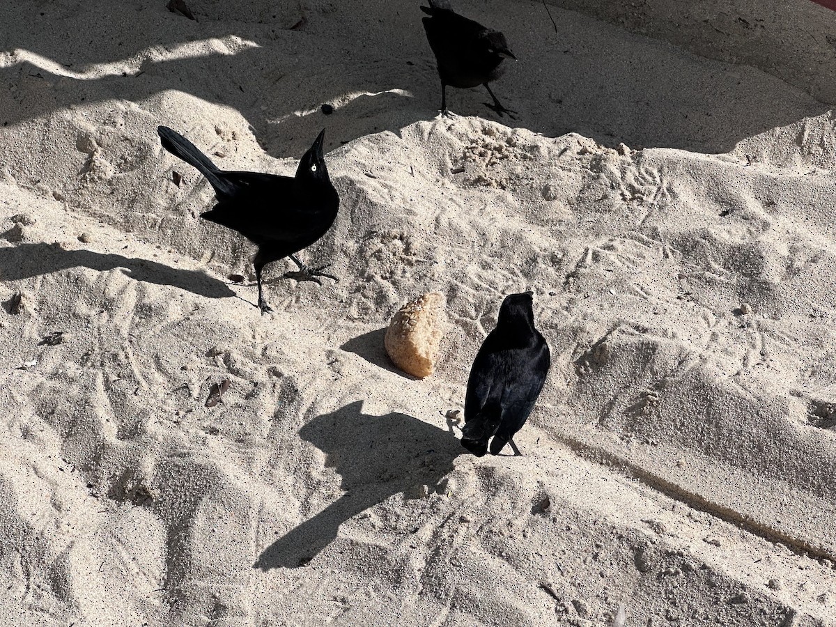 Carib Grackle - ML647122727