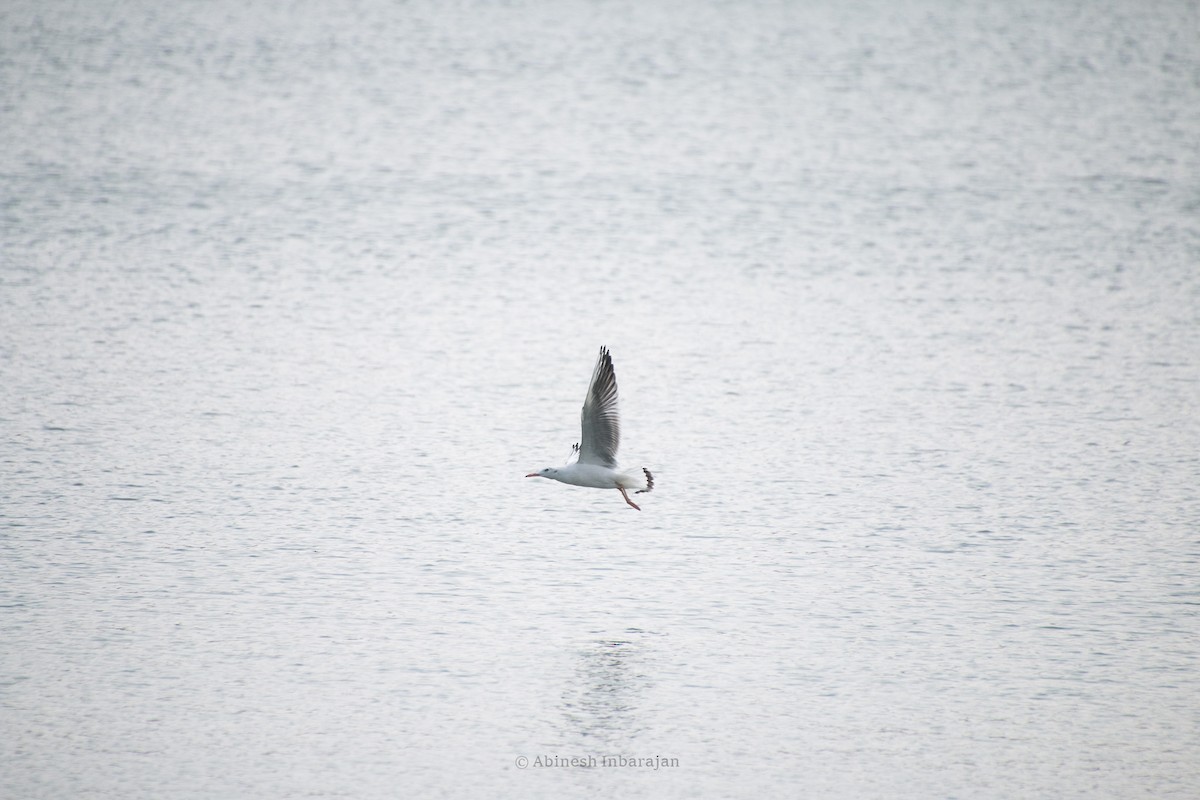 Морской голубок - ML647122730