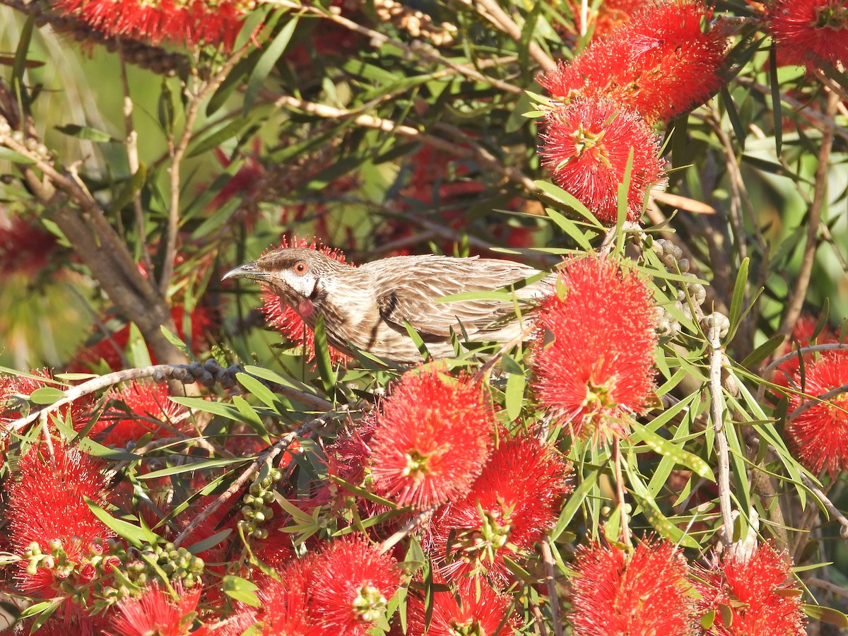 Red Wattlebird - ML647122731