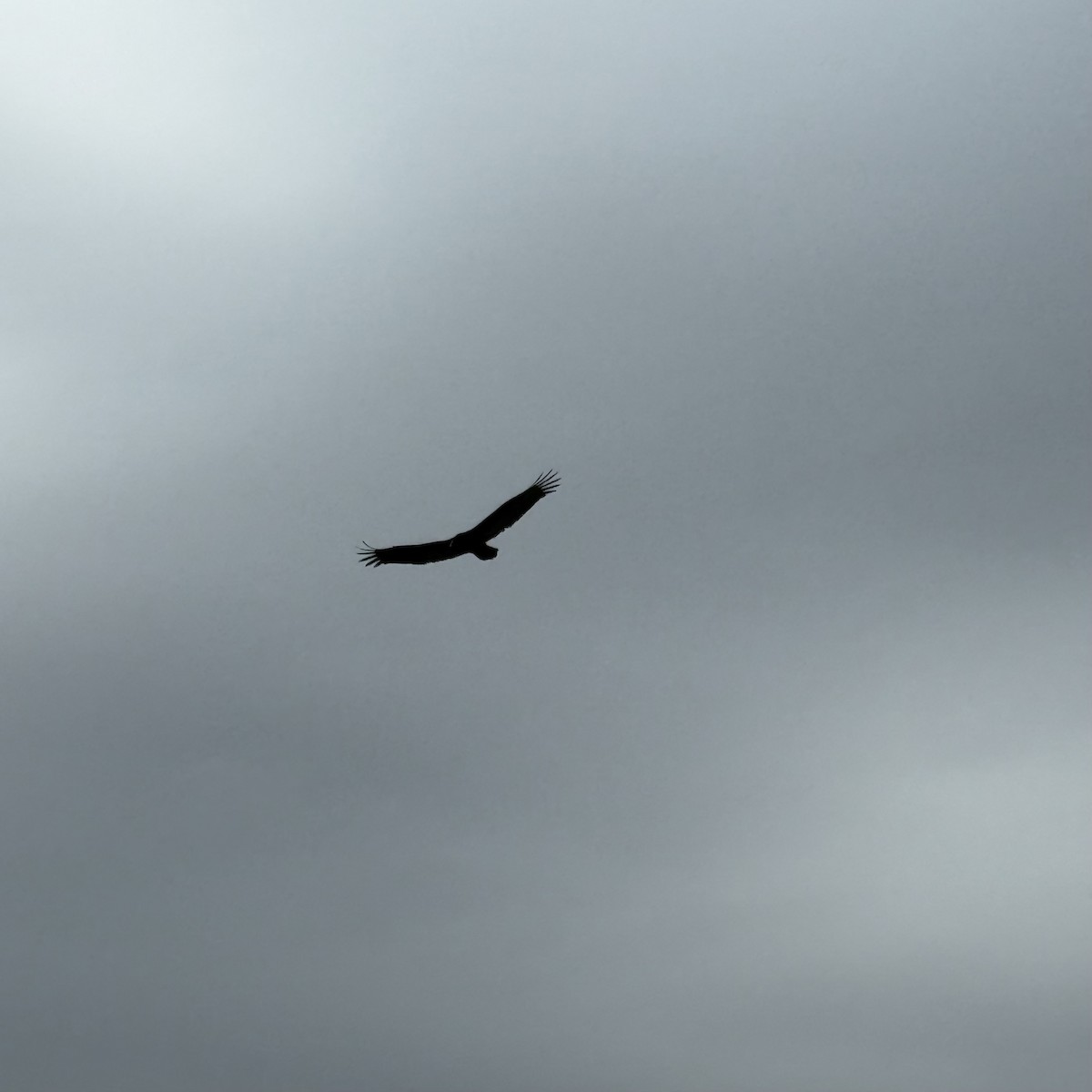Turkey Vulture - ML647122732