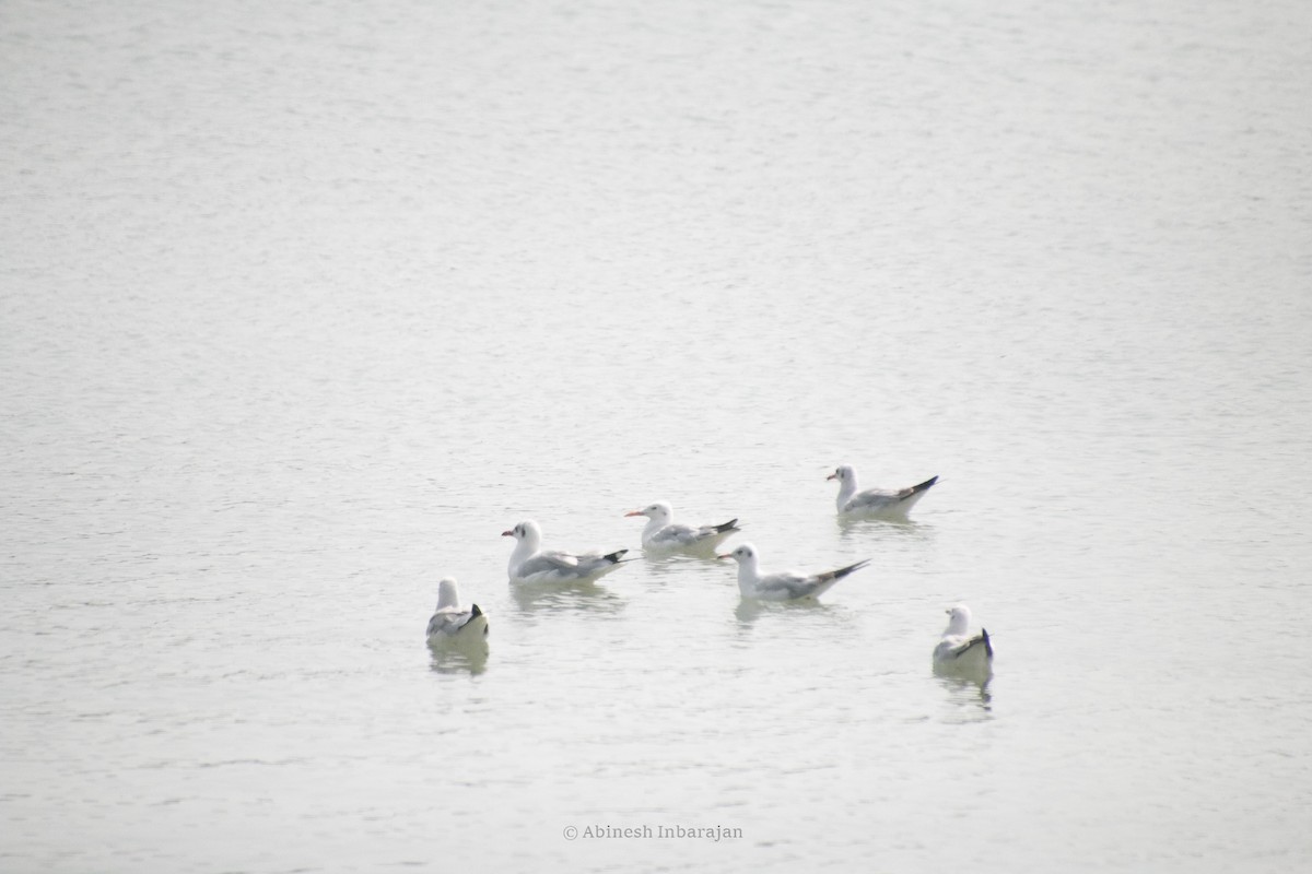 Морской голубок - ML647122734