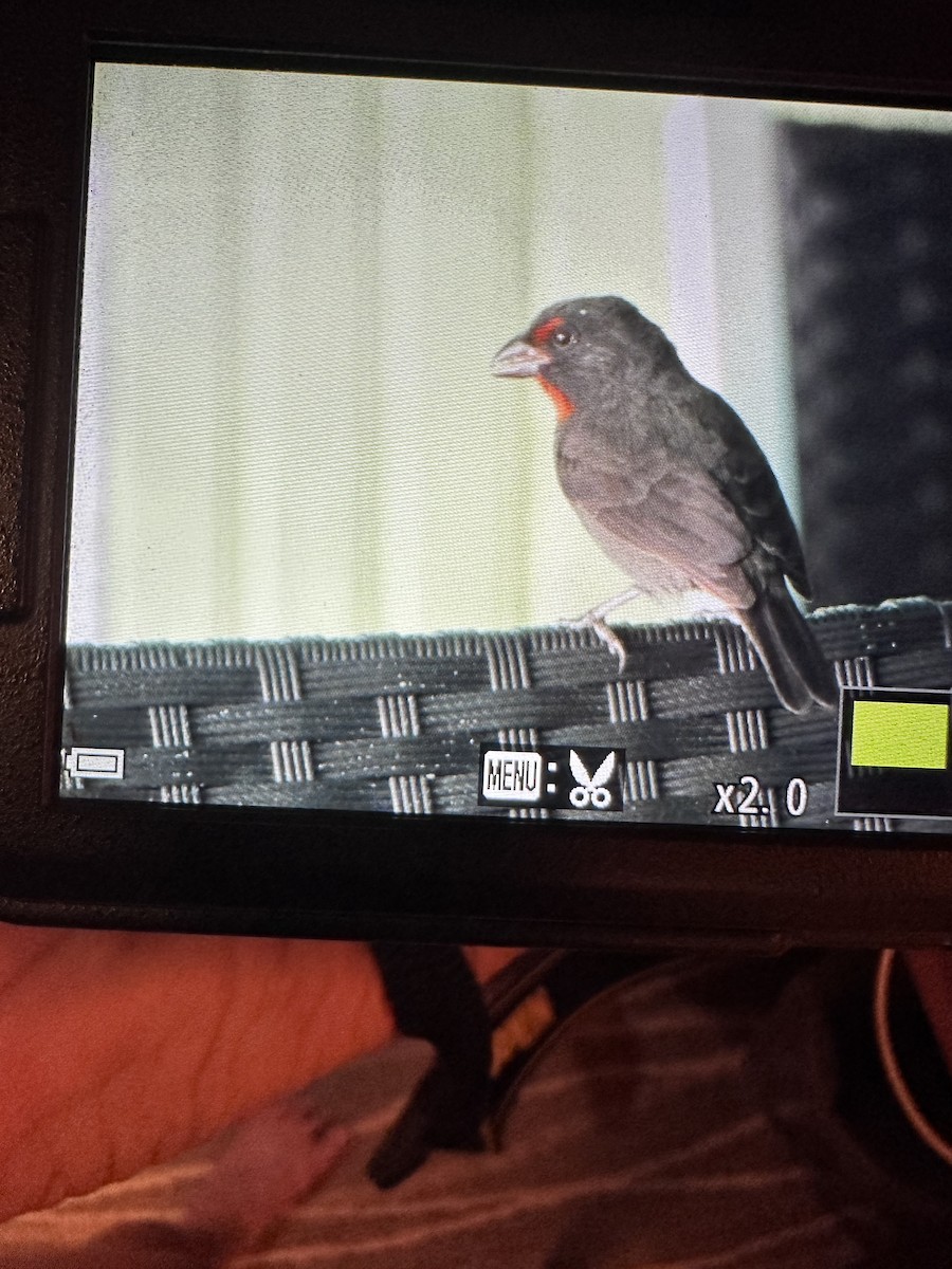 Lesser Antillean Bullfinch - ML647122736