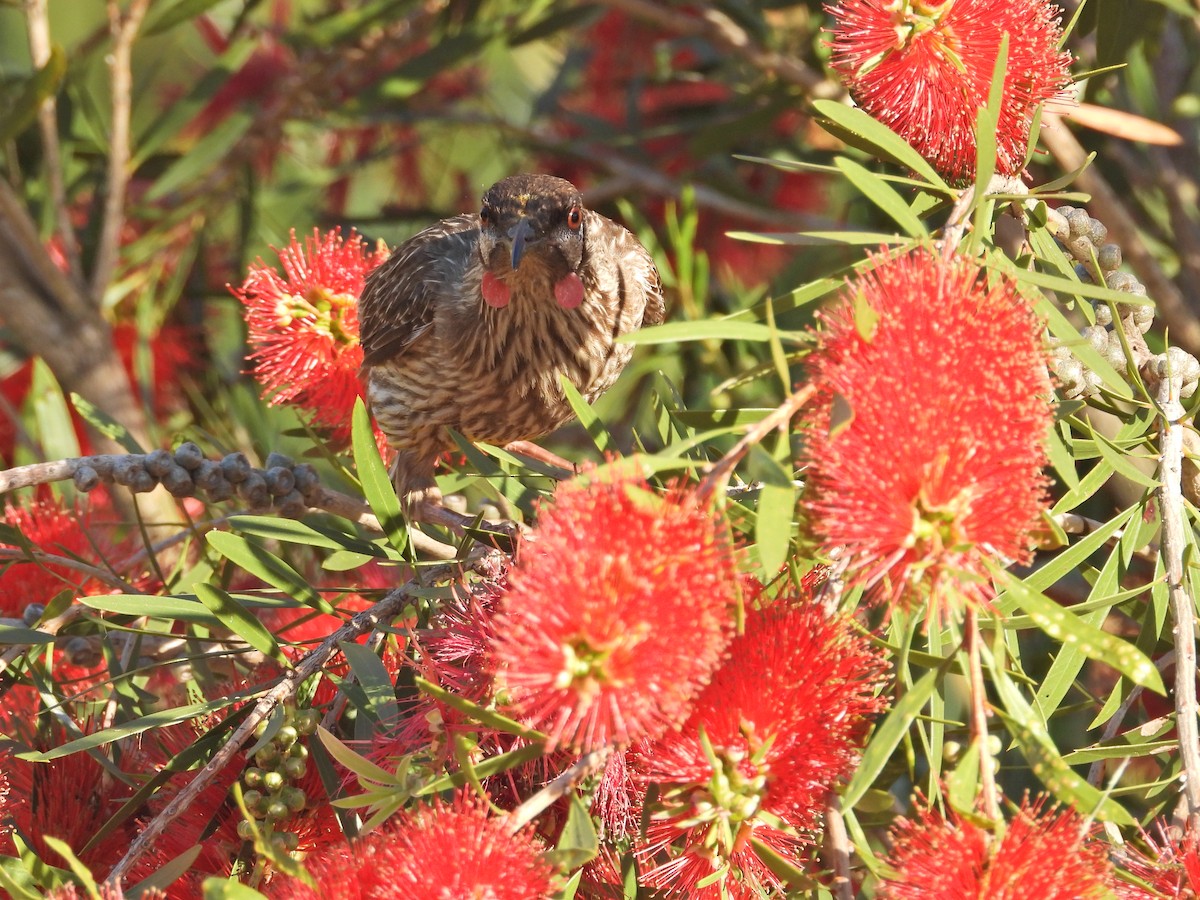 Red Wattlebird - ML647122737
