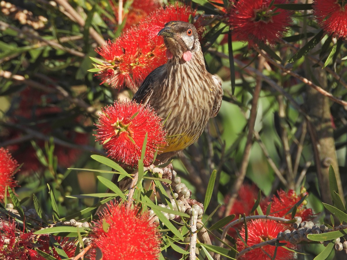 Red Wattlebird - ML647122738