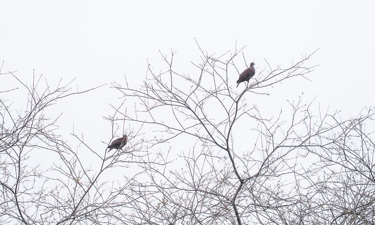 Pale-vented Pigeon - ML647122740