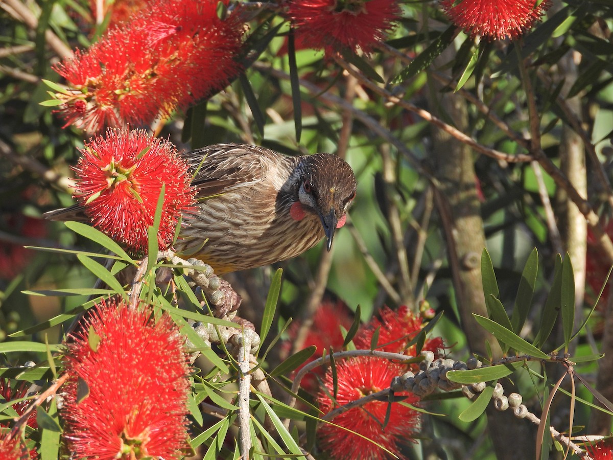 Red Wattlebird - ML647122743
