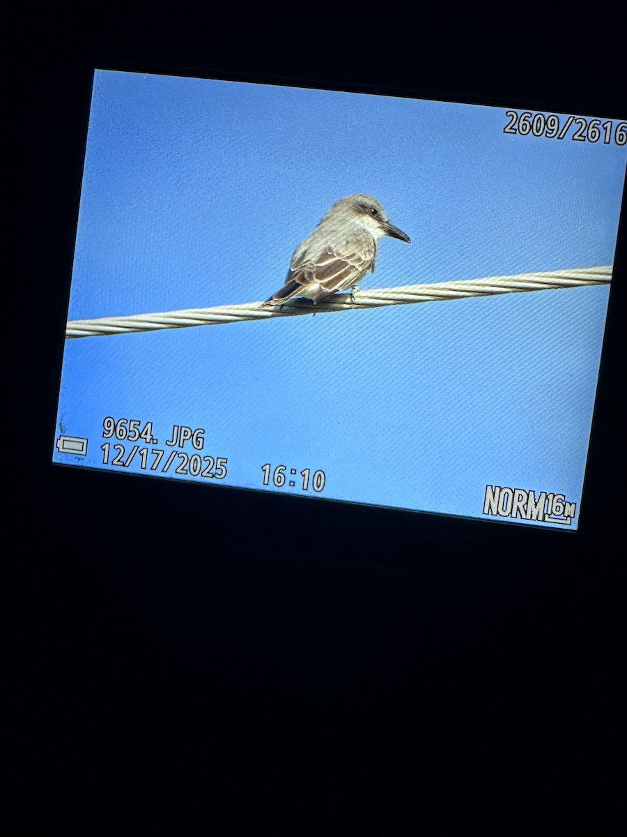 Gray Kingbird - ML647122744