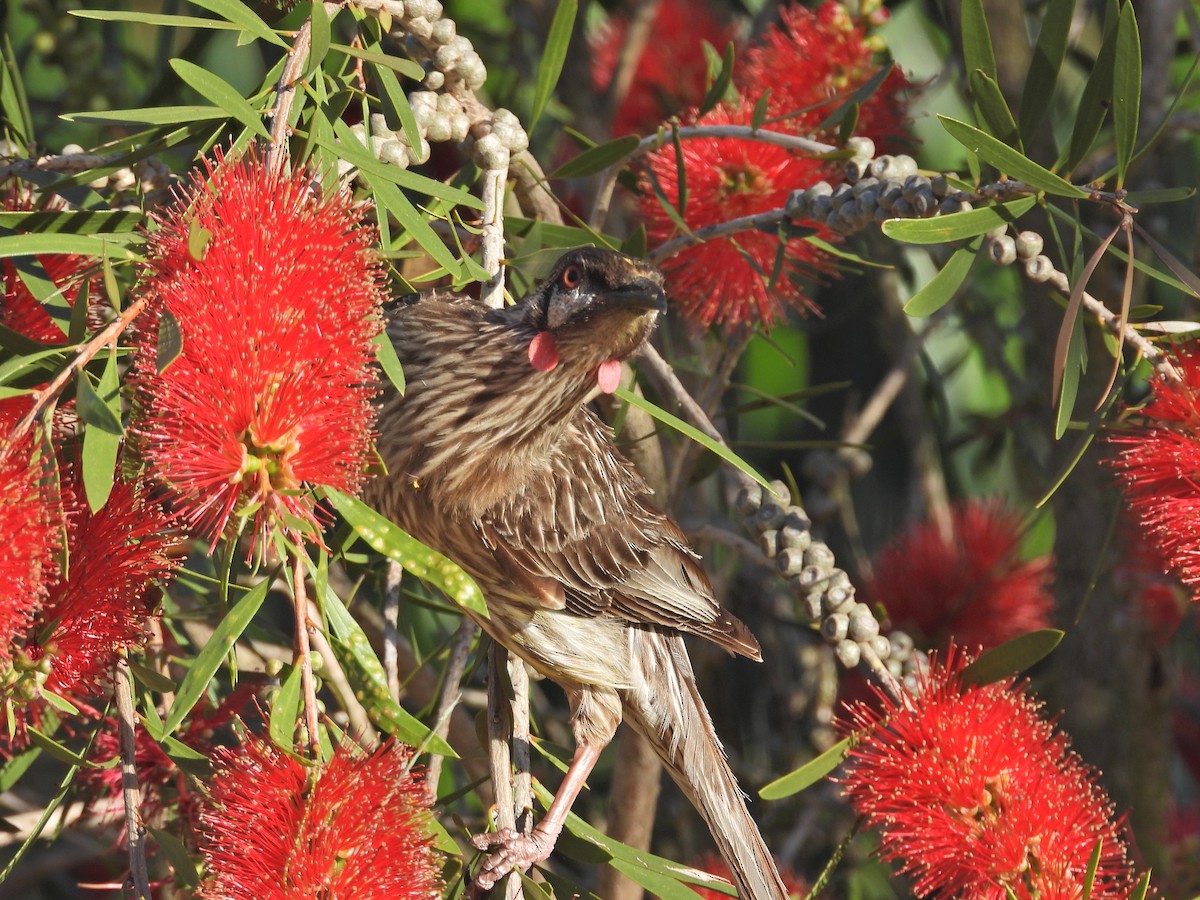 Red Wattlebird - ML647122750