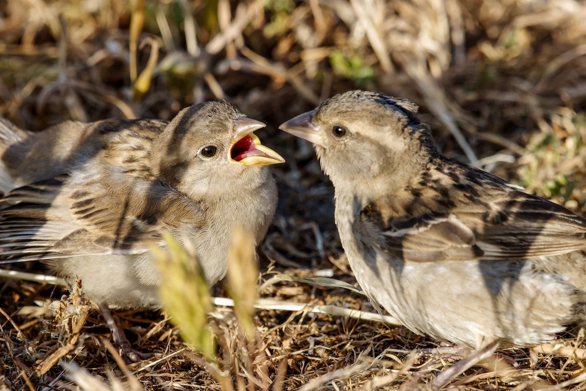 דרור הבית - ML647122752