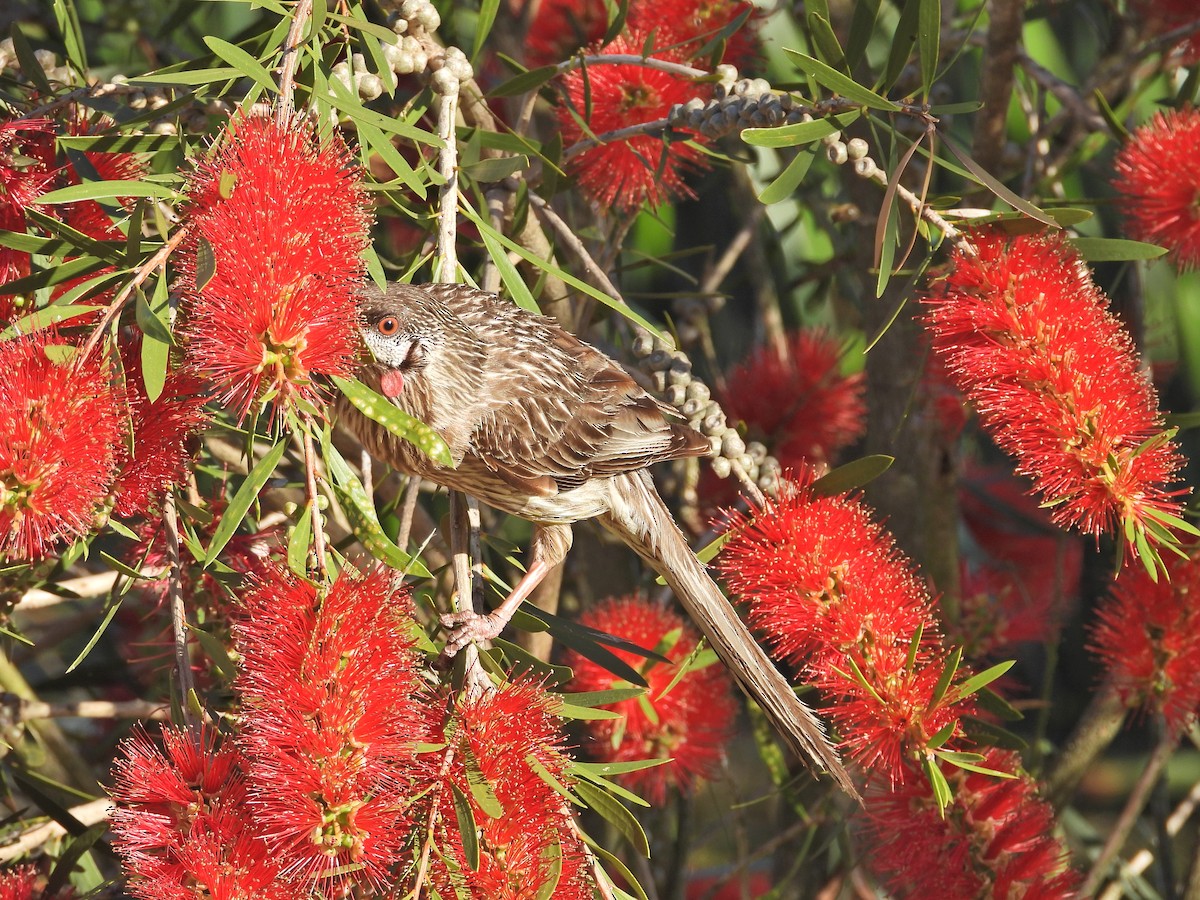 Red Wattlebird - ML647122760
