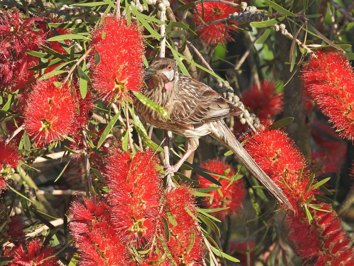 Red Wattlebird - ML647122771