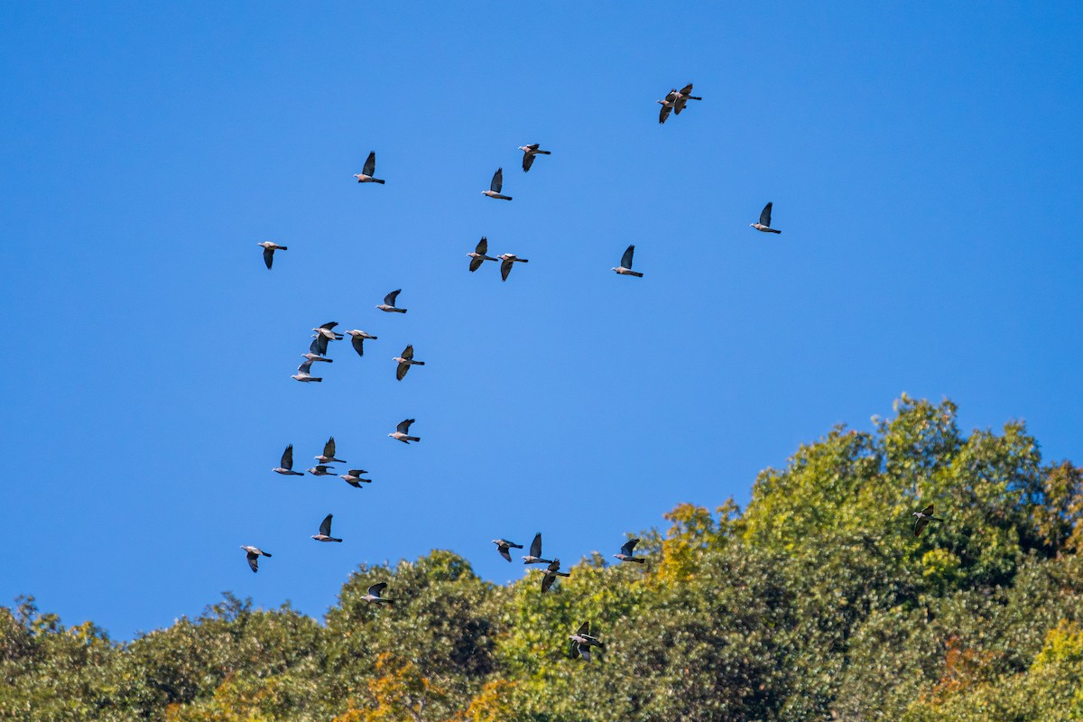 Colombaccio - ML647122774