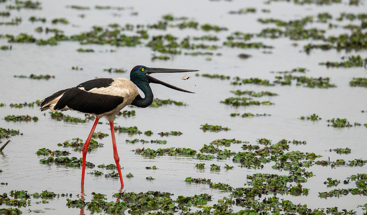 čáp černokrký - ML647122777