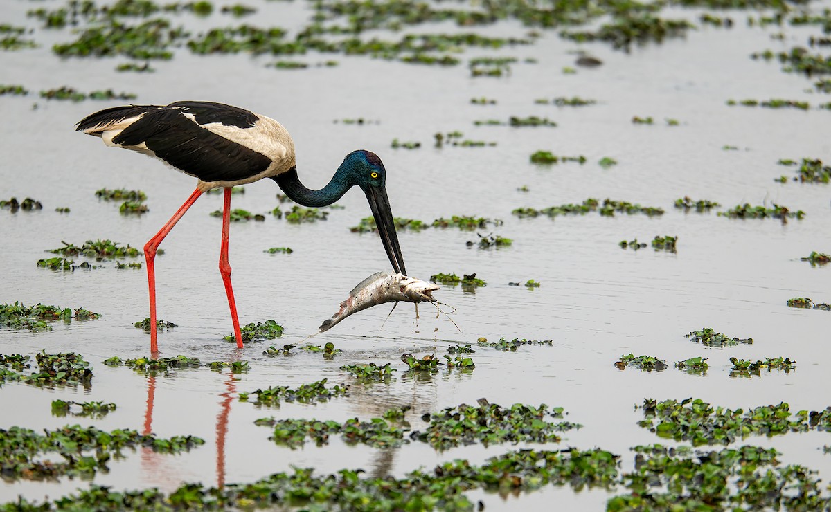 čáp černokrký - ML647122778