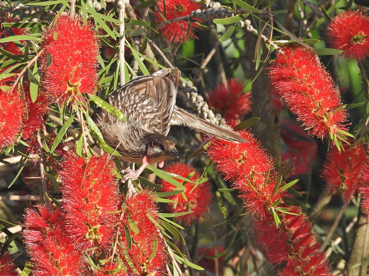 Red Wattlebird - ML647122783