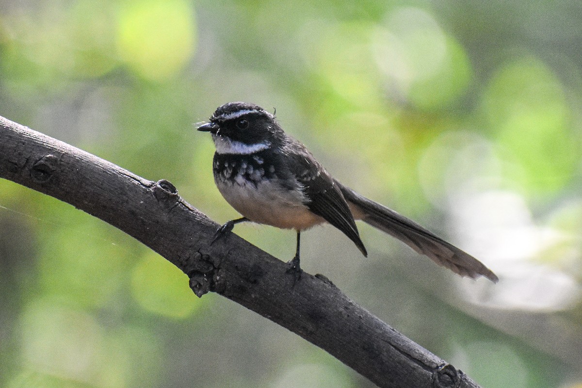 Spot-breasted Fantail - ML647122784