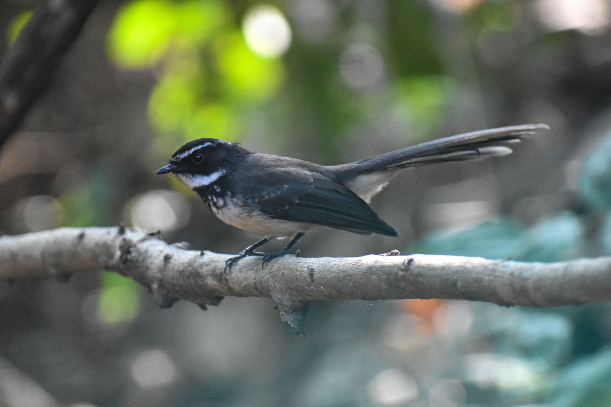 Spot-breasted Fantail - ML647122785