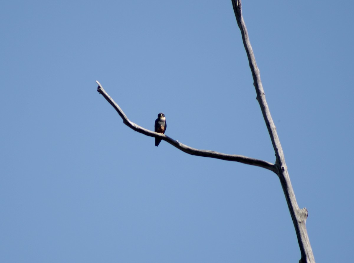 ostříž netopýří - ML647122786