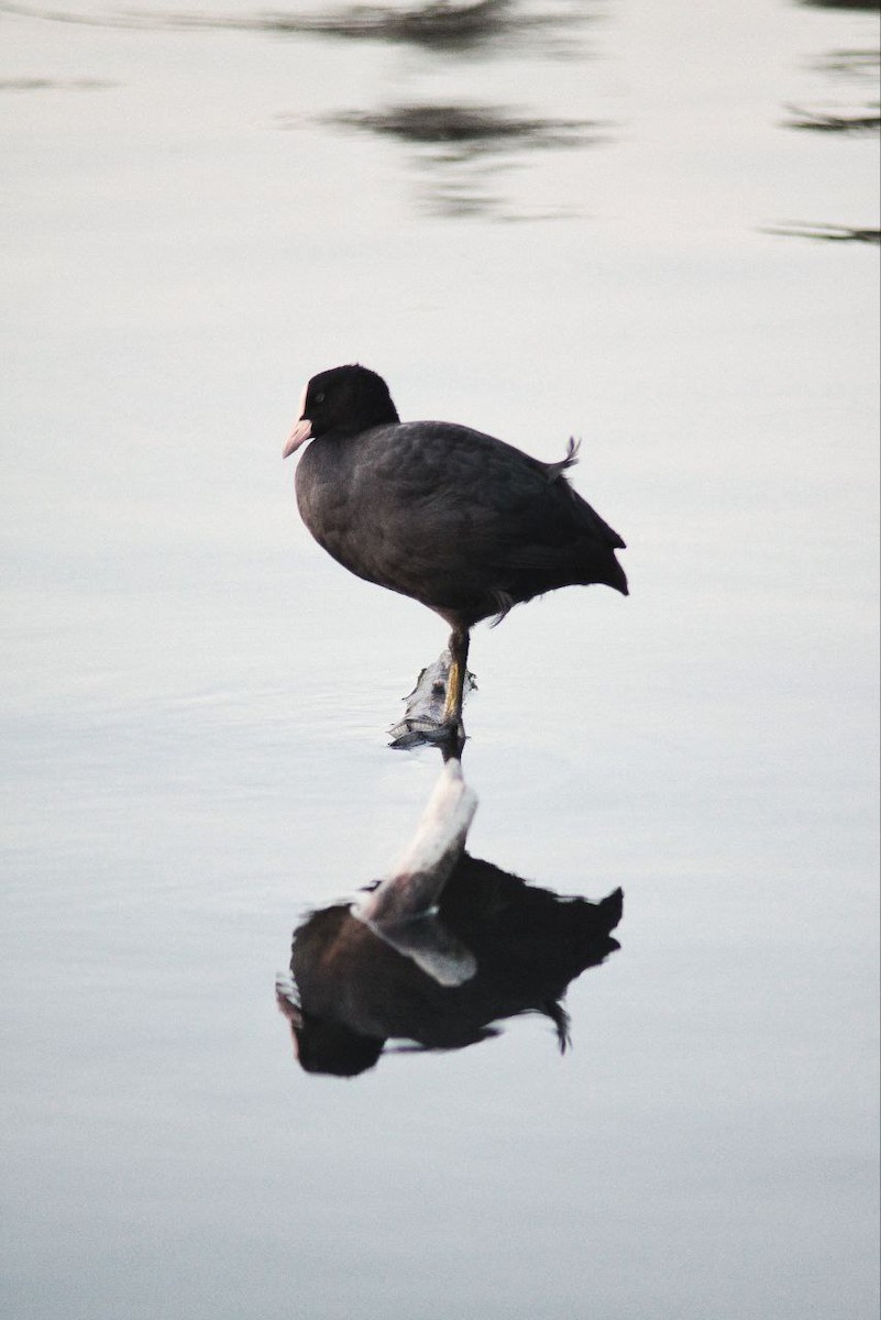 Eurasian Coot - ML647122788