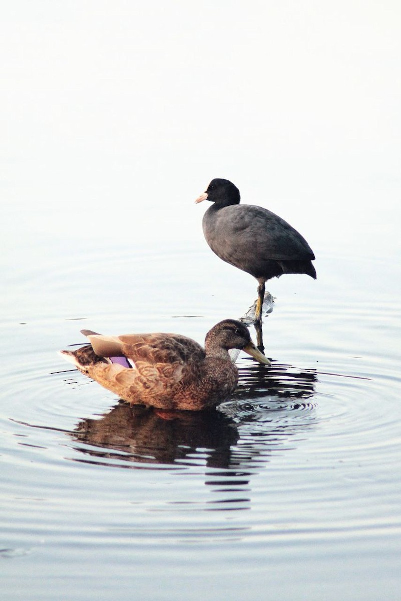 Eurasian Coot - ML647122789