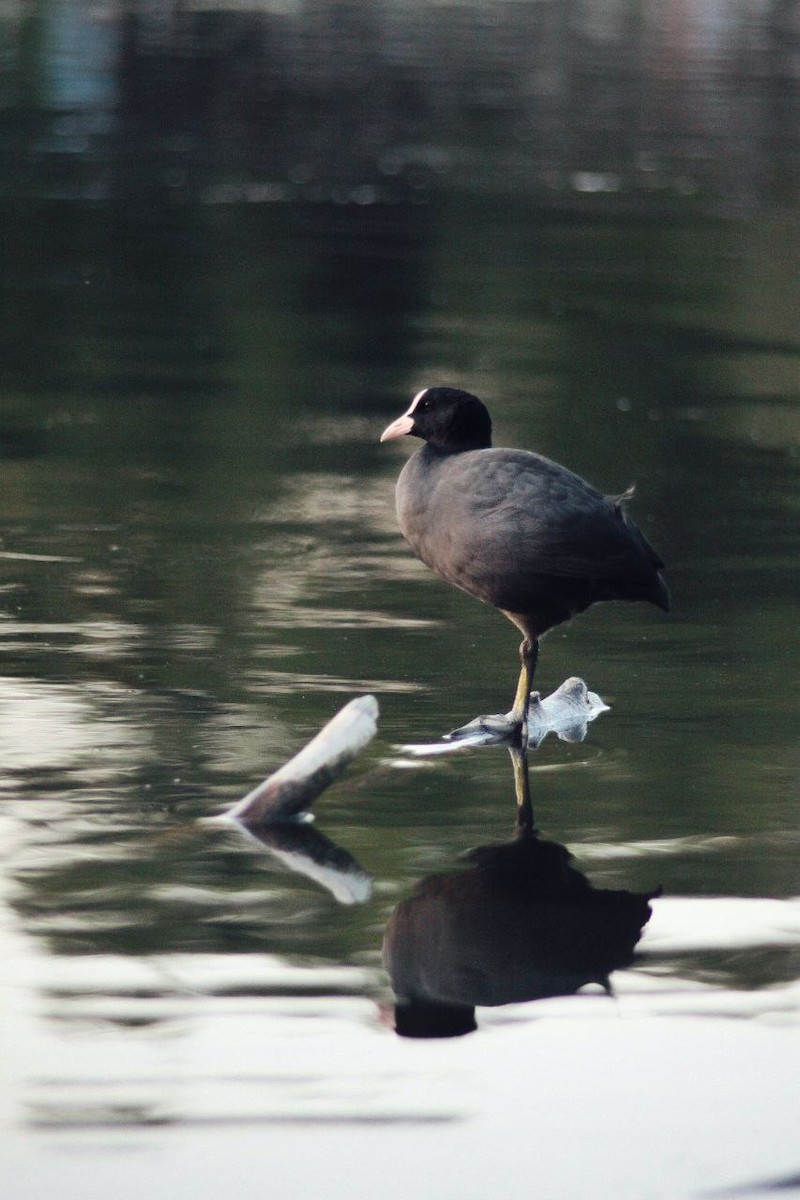 Eurasian Coot - ML647122790