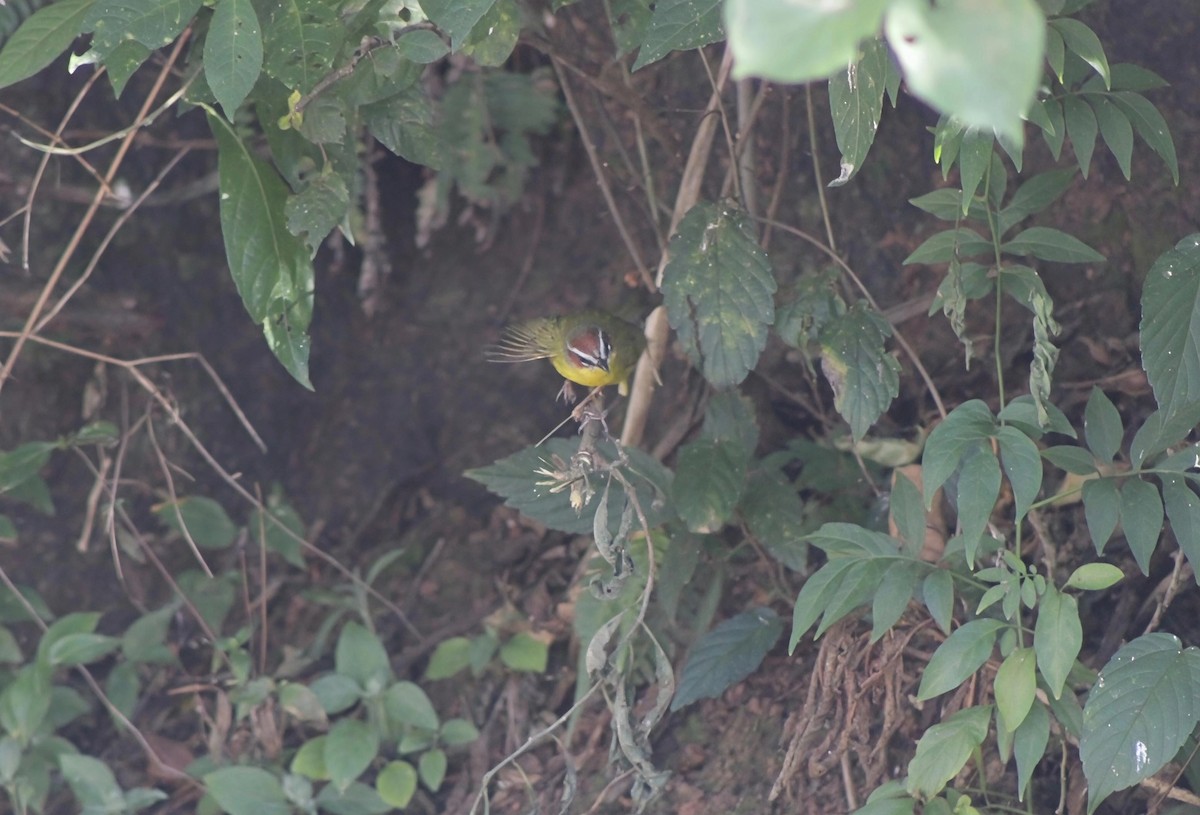 Chestnut-capped Warbler - ML647122794