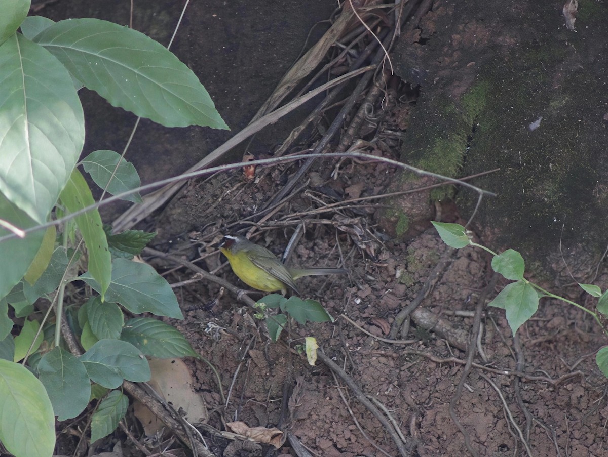 Chestnut-capped Warbler - ML647122795