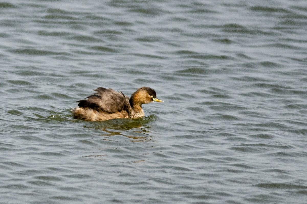 Little Grebe (Little) - ML647122800