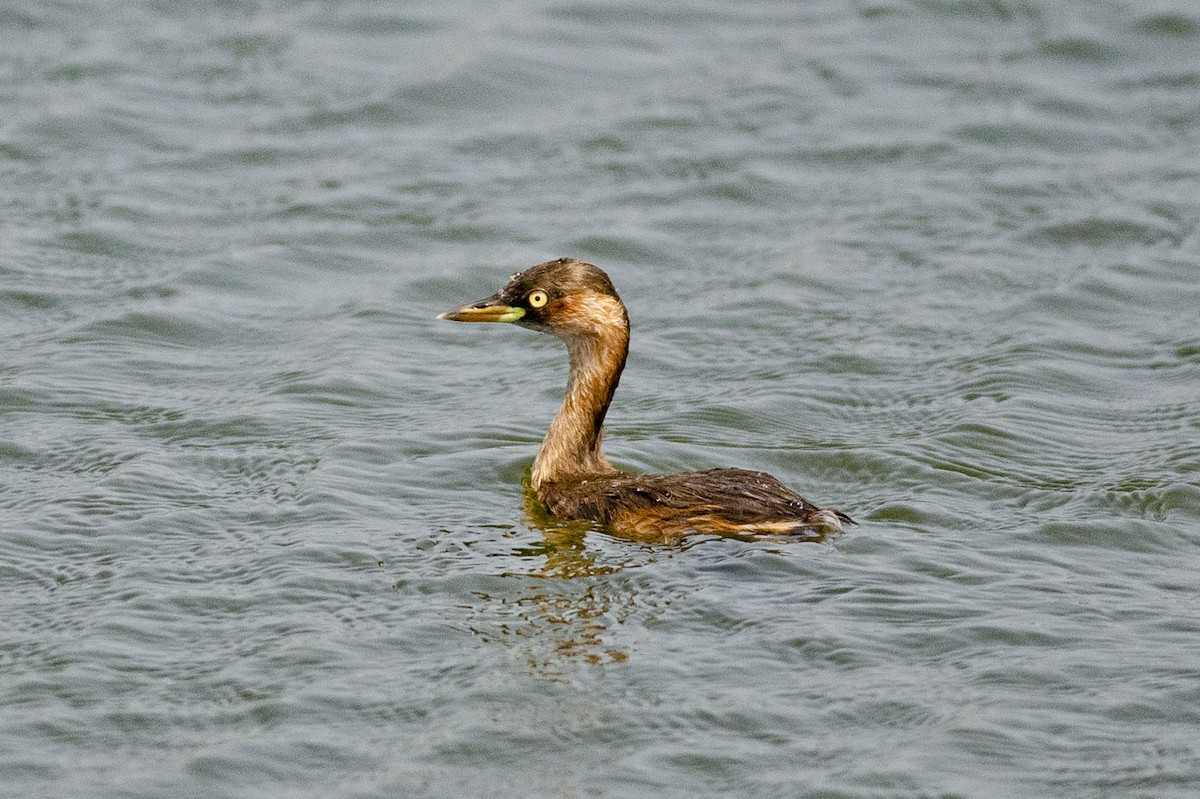Little Grebe (Little) - ML647122801