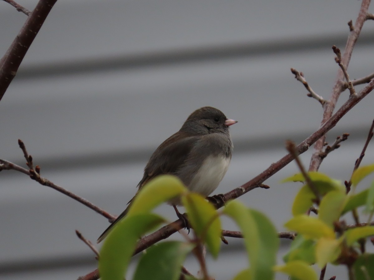 ユキヒメドリ - ML647122808