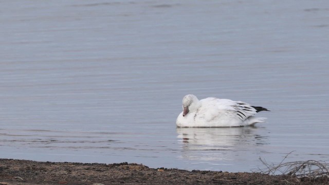 אווז שלג - ML647122814