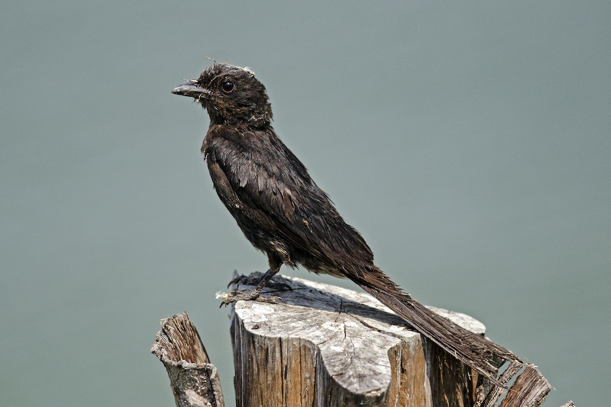 Black Drongo - ML647122820