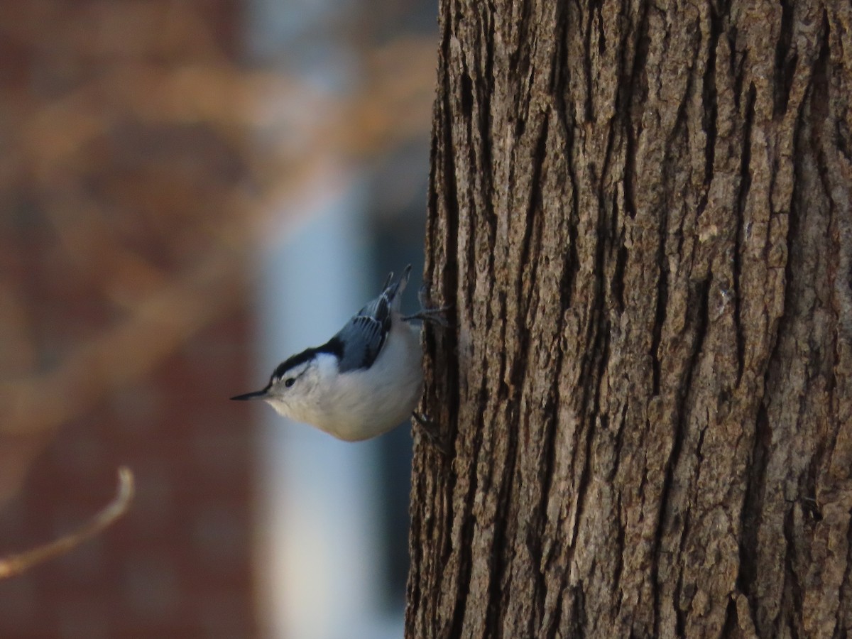 ムナジロゴジュウカラ - ML647122829