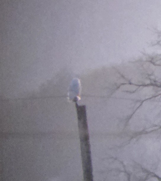 Snowy Owl - ML647122832