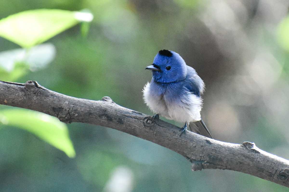Black-naped Monarch - ML647122833