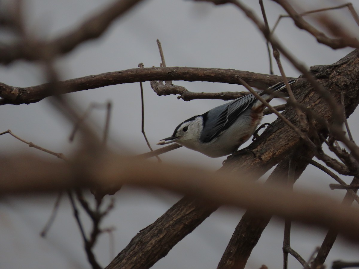 ムナジロゴジュウカラ - ML647122834