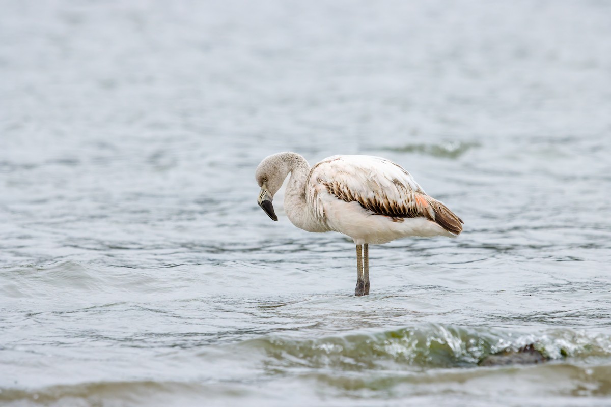 Chilean Flamingo - ML647122839