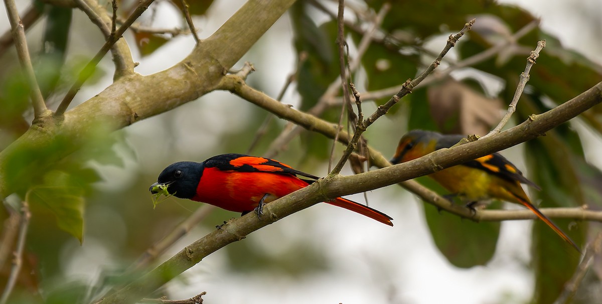 Scarlet Minivet - ML647122846