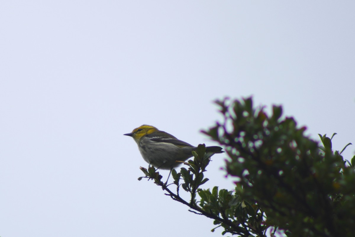 lesňáček proužkoboký - ML647122858