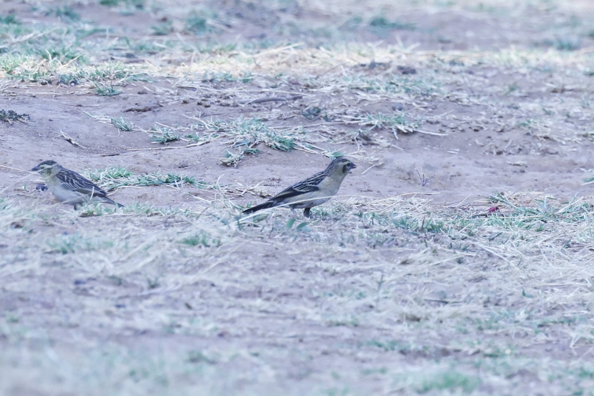 Red-collared Widowbird - ML647122865