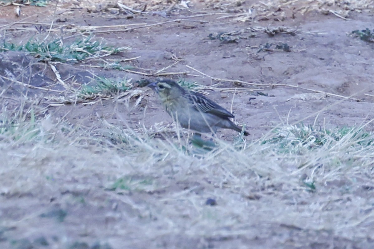 Red-collared Widowbird - ML647122866