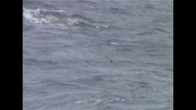 Parkinson's Petrel - ML647122871