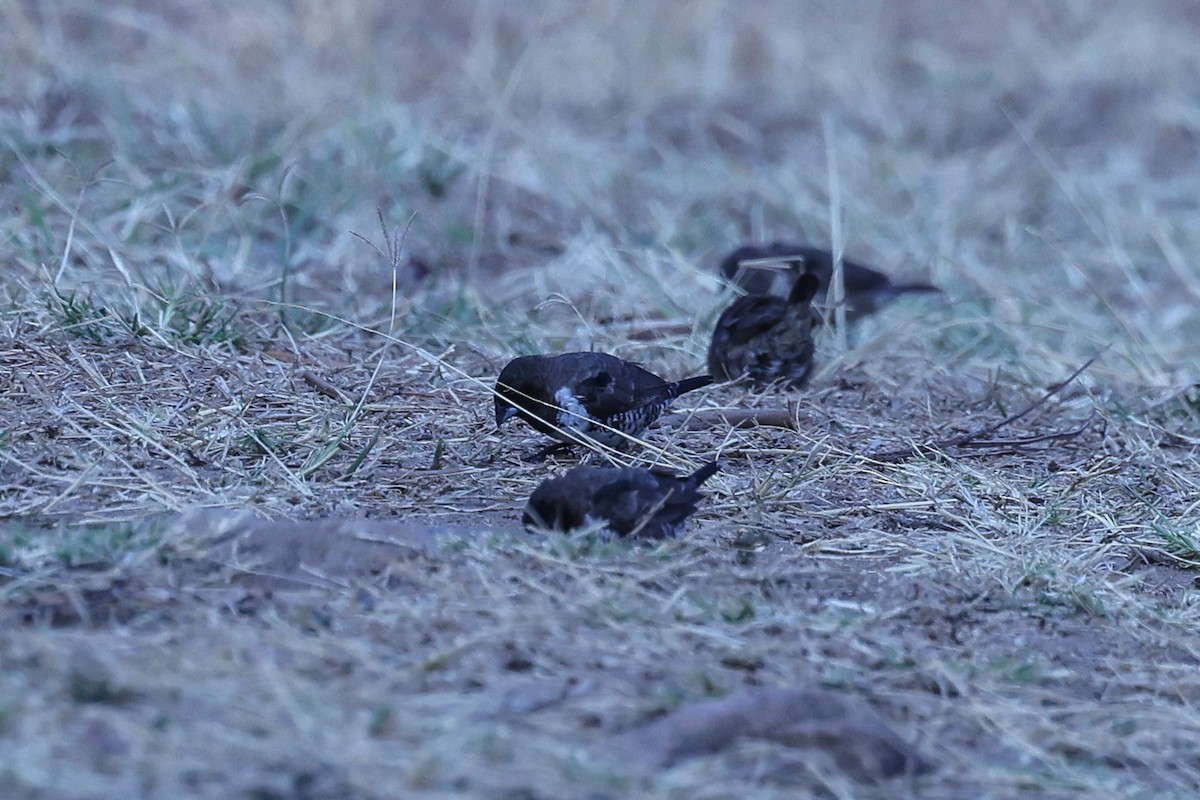 Bronze Mannikin - ML647122878