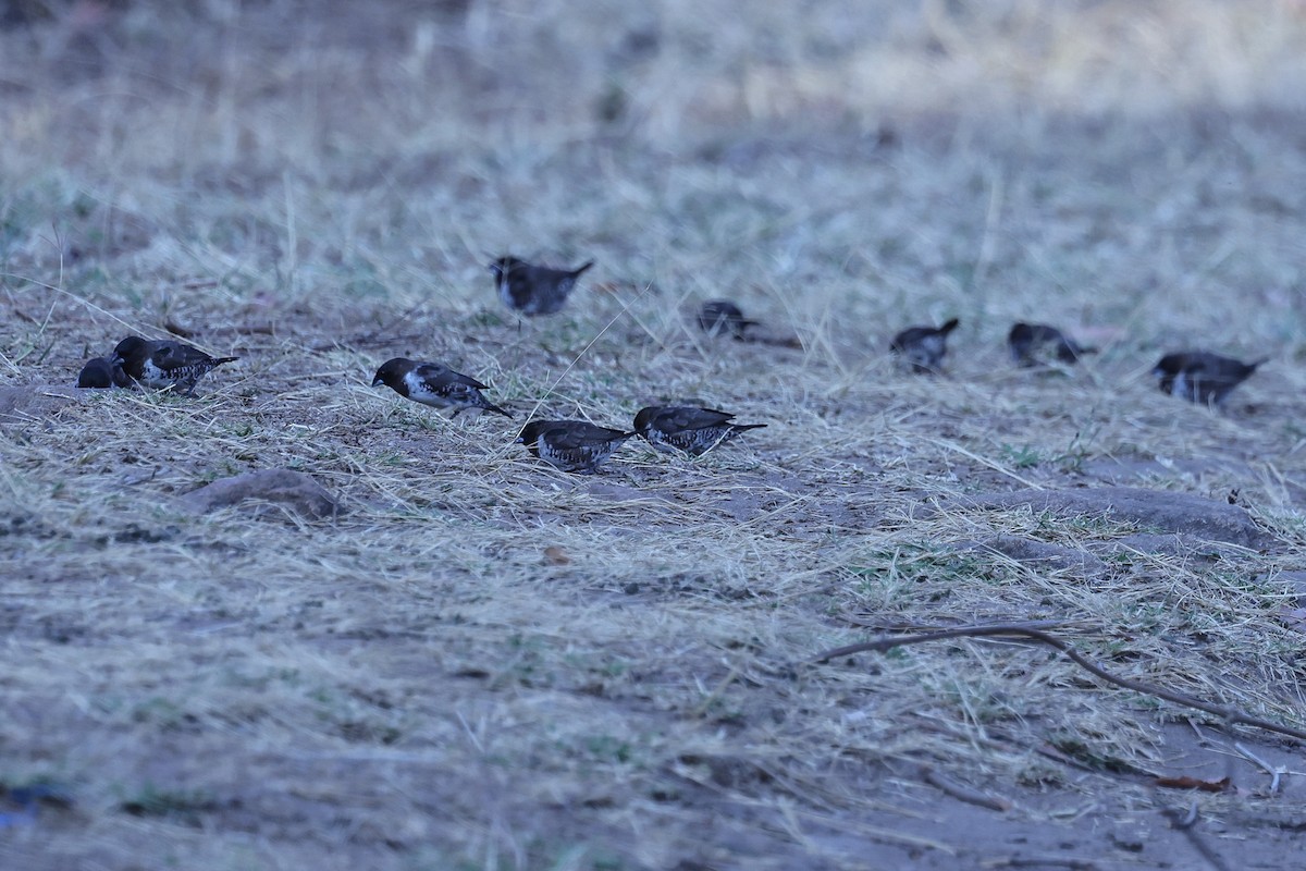 Bronze Mannikin - ML647122879