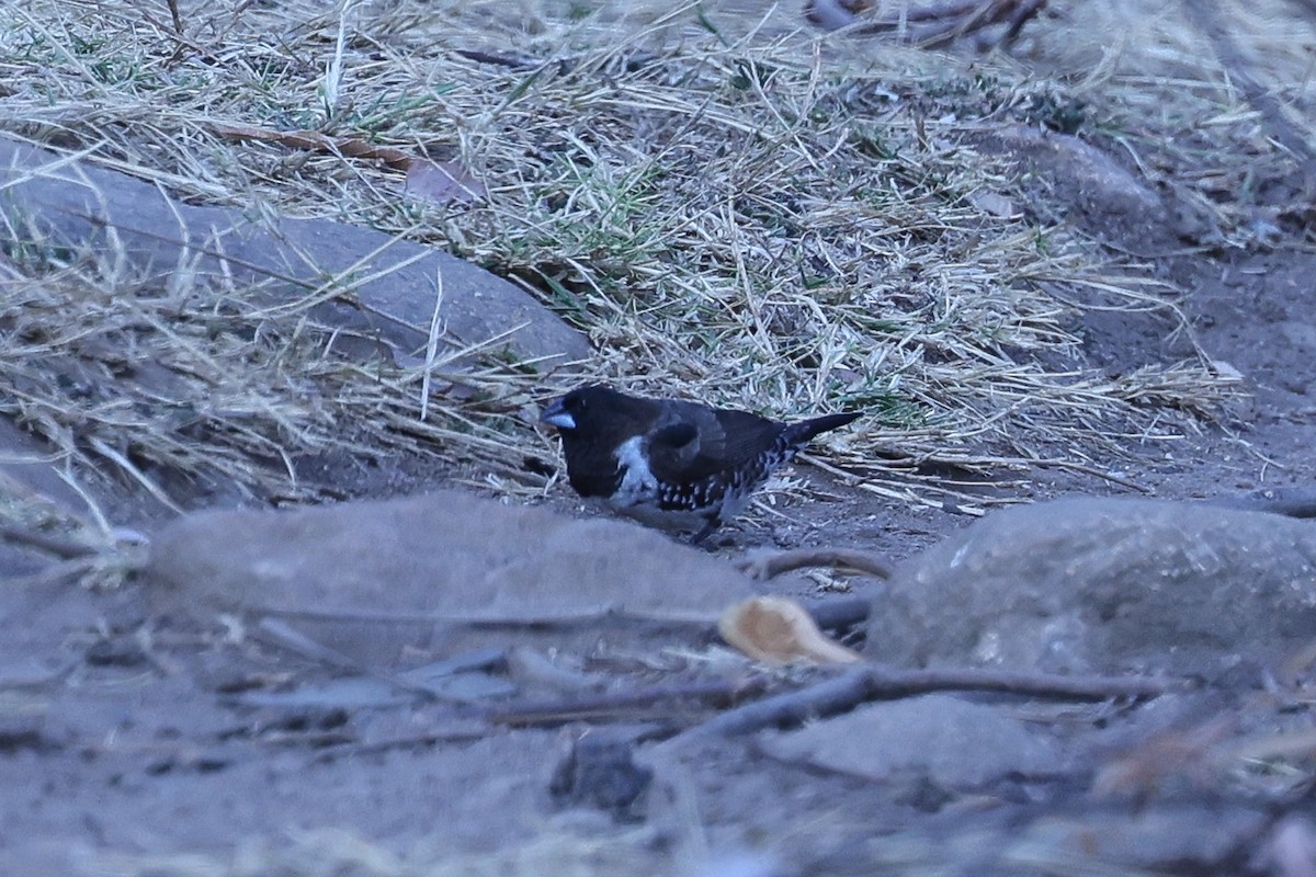 Bronze Mannikin - ML647122880