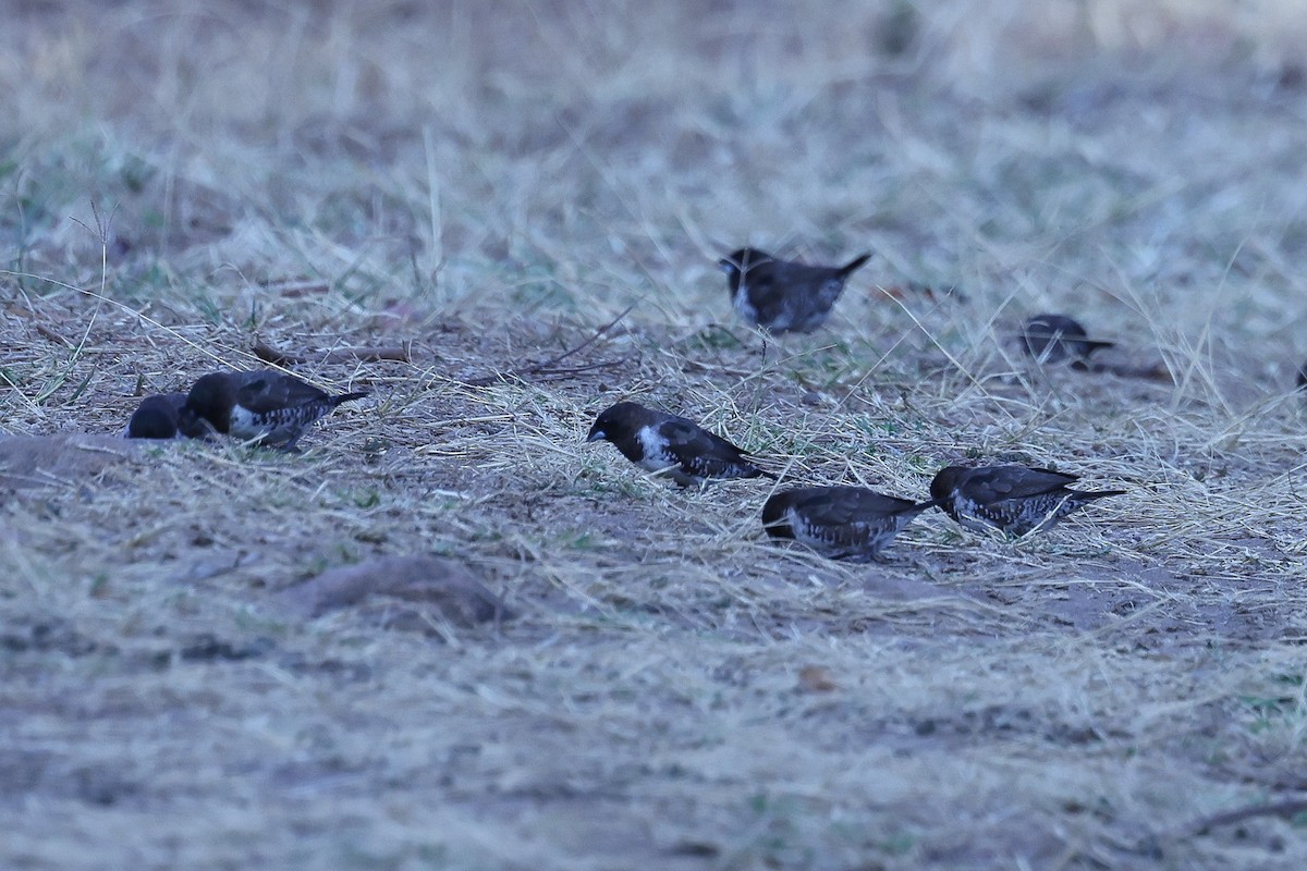 Bronze Mannikin - ML647122881