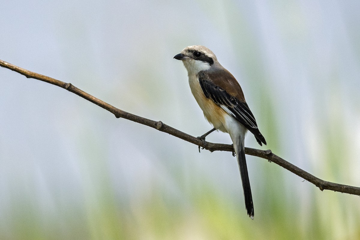 Сорокопуд індійський - ML647122882