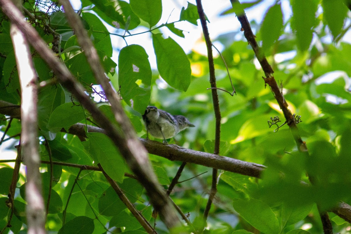 Сорокуш сірий - ML647122883