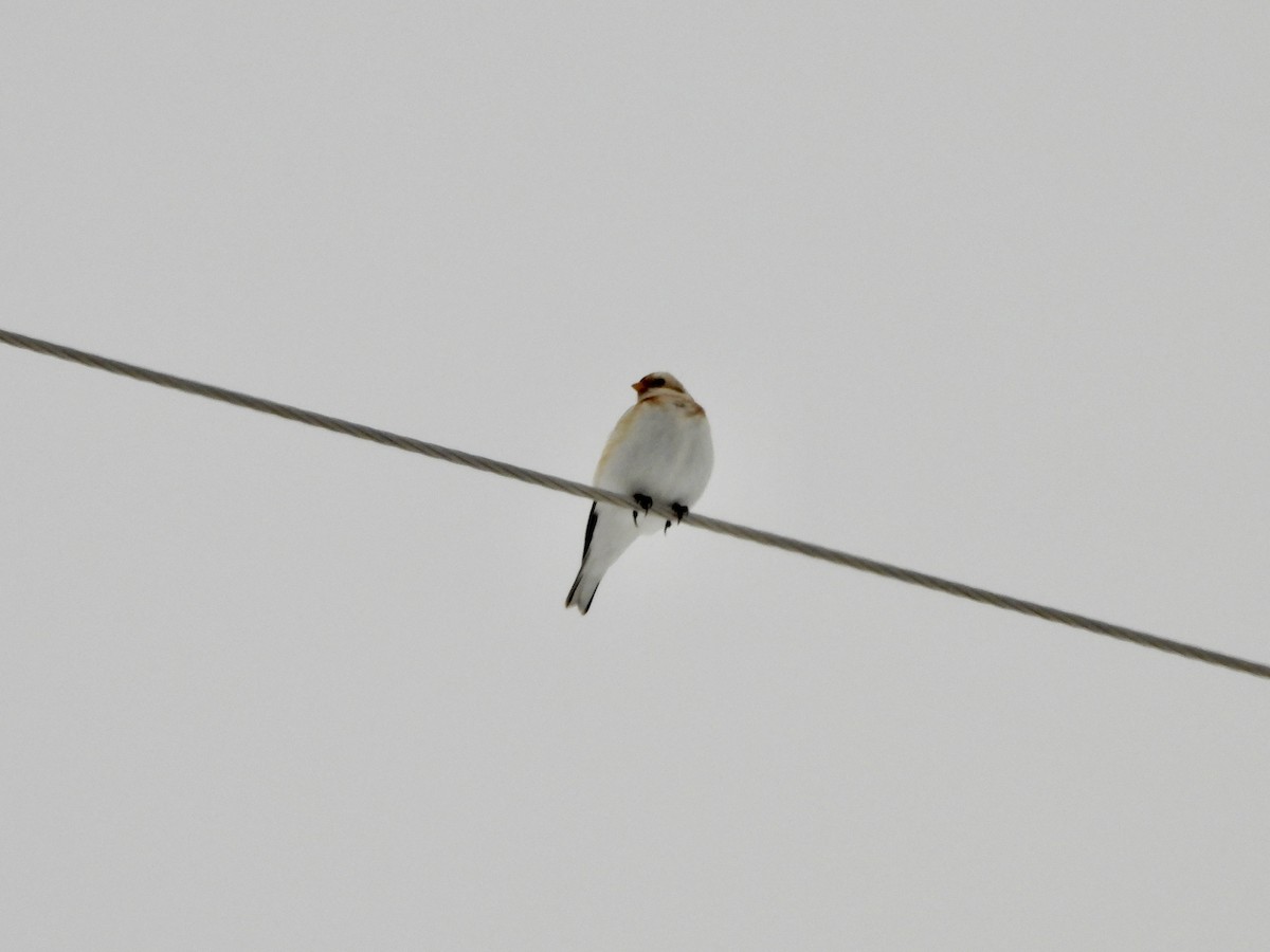 Пуночка снігова - ML647122886