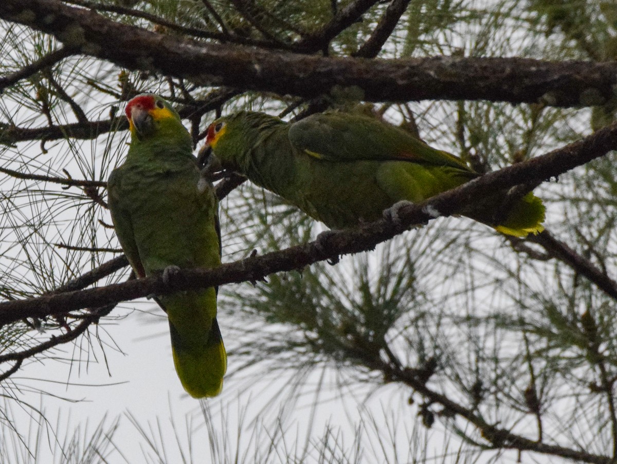 Red-lored Amazon - ML647122887